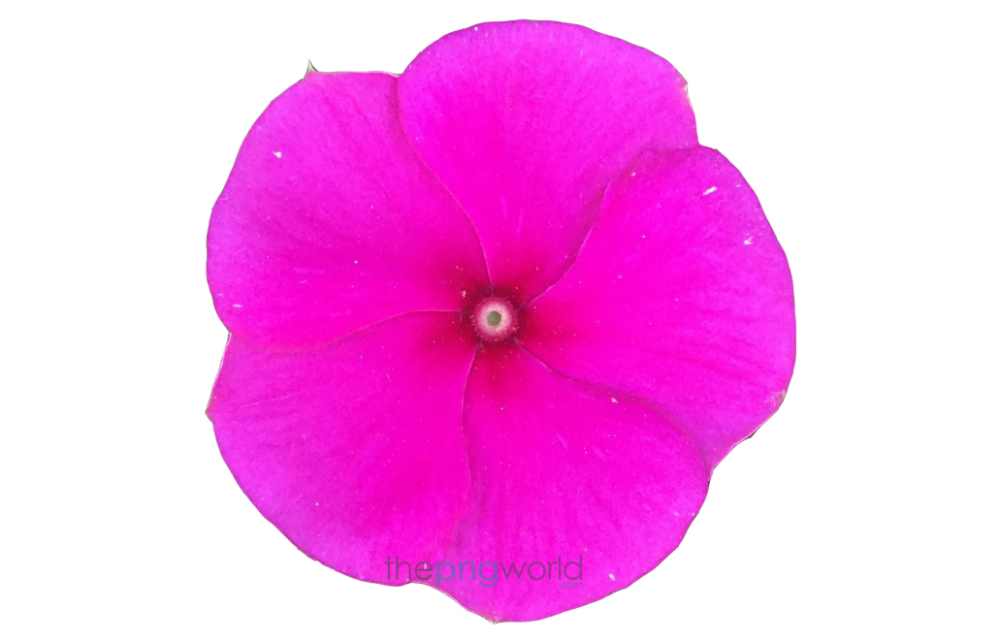 Pink Flower Transparent PNG Image in HD pink flower,flower, flower for banner. HD flower,wallpaper,transparent flower image,flower photo